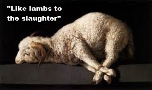 Lamb Sheep Bound ~