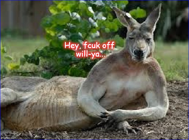 Kangaroo fcuk off